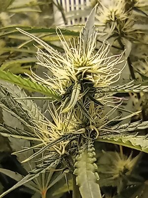 Grow 4 Day 50f.jpg