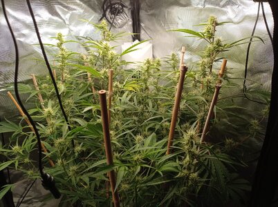 Grow 4 Day 51a.jpg