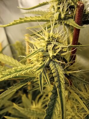 Grow 4 Day 51e.jpg