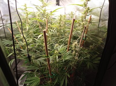 Grow 4 Day 52a.jpg