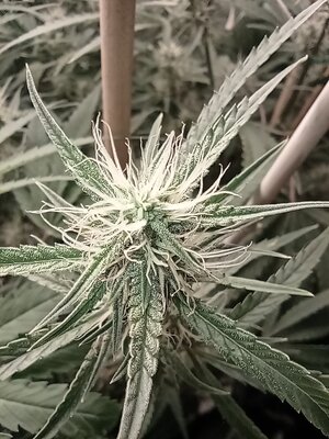 Grow 4 Day 52e.jpg