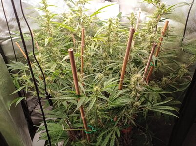 Grow 4 Day 53a.jpg