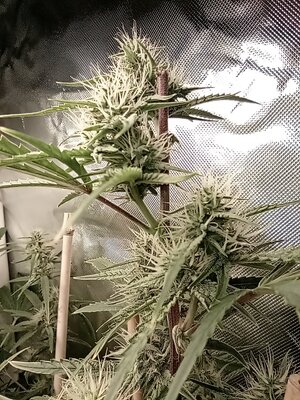 Grow 4 Day 53c.jpg