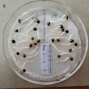 72hr Treatment 48 hour incubation n (2).jpg