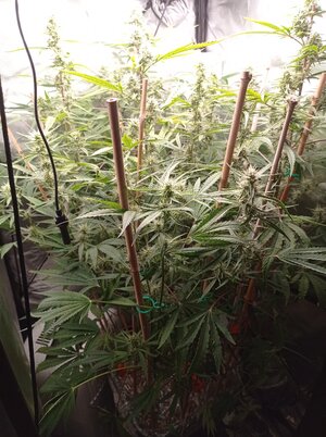 Grow 4 Day 55.jpg