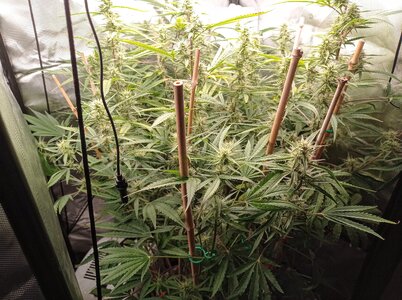 Grow 4 Day 55a.jpg