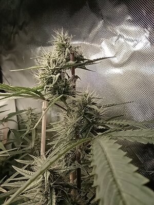 Grow 4 Day 55c.jpg