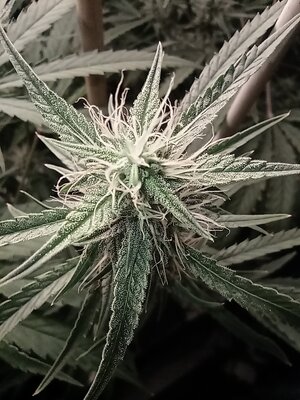 Grow 4 Day 55e.jpg