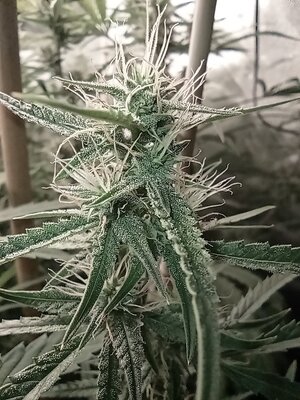 Grow 4 Day 55f.jpg