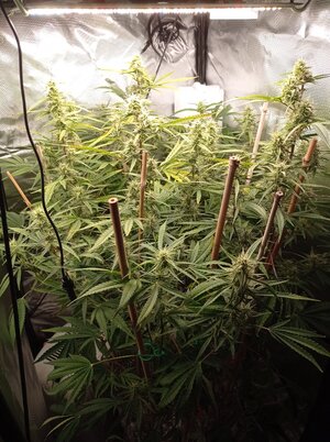 Grow 4 Day 56.jpg