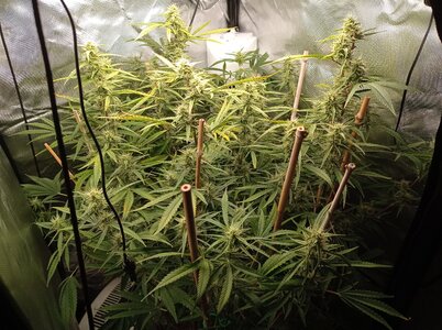 Grow 4 Day 56a.jpg