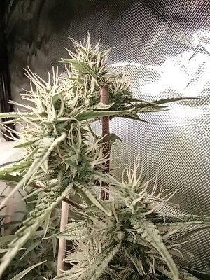 Grow 4 Day 56c.jpg