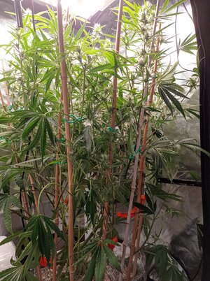 Grow 4 Day 50i.jpg