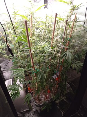 Grow 4 Day 51.jpg