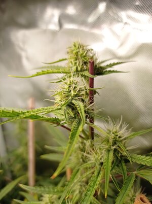 Grow 4 Day 51b.jpg