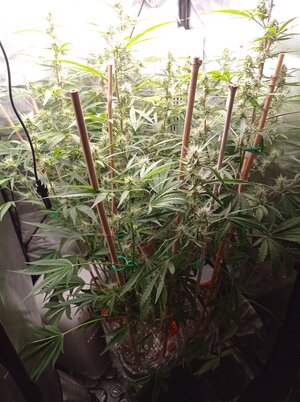 Grow 4 Day 52.jpg