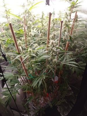 Grow 4 Day 53.jpg