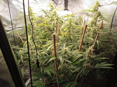 Grow 4 Day 57a.jpg