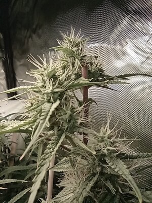 Grow 4 Day 57c.jpg