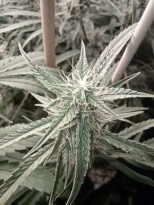 Grow 4 Day 57d.jpg