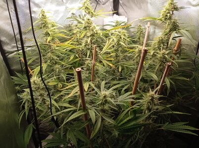 Grow 4 Day 58a.jpg