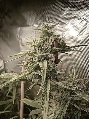 Grow 4 Day 58c.jpg