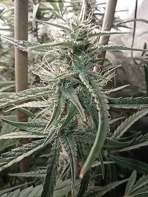 Grow 4 Day 58e.jpg