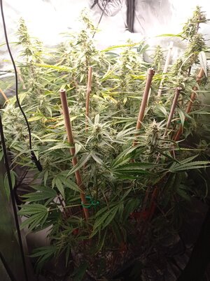 Grow 4 Day 59.jpg