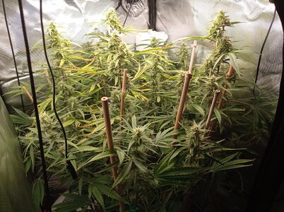 Grow 4 Day 59a.jpg