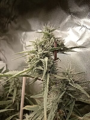 Grow 4 Day 59c.jpg