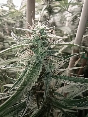 Grow 4 Day 59e.jpg