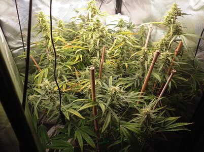 Grow 4 Day 61a.jpg