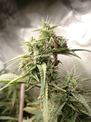 Grow 4 Day 61b.jpg