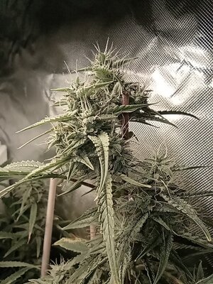 Grow 4 Day 61c.jpg