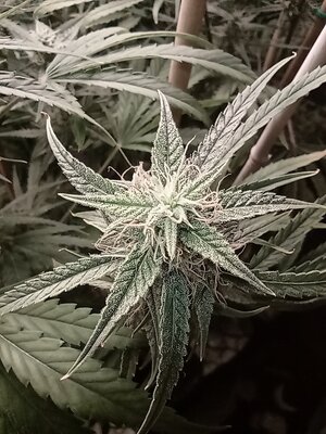 Grow 4 Day 61d.jpg