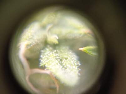 Grow 4 Day 61l.jpg