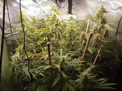 Grow 4 Day 62a.jpg