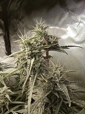 Grow 4 Day 62c.jpg