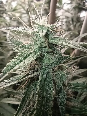 Grow 4 Day 62e.jpg