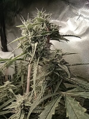 Grow 4 Day 63c.jpg