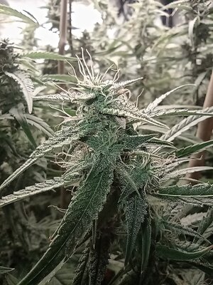 Grow 4 Day 63e.jpg