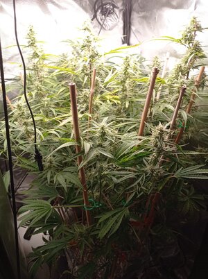 Grow 4 Day 57.jpg