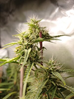 Grow 4 Day 57b.jpg