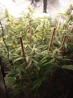 Grow 4 Day 58.jpg