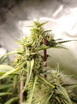 Grow 4 Day 58b.jpg