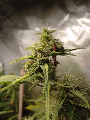 Grow 4 Day 59b.jpg