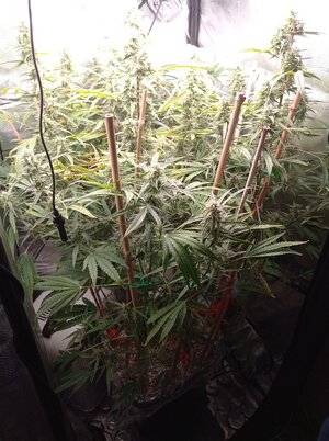 Grow 4 Day 61.jpg