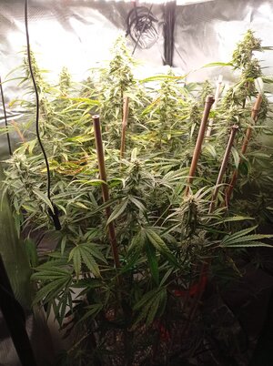 Grow 4 Day 62.jpg