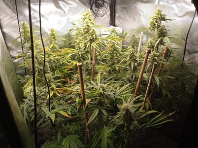 Grow 4 Day 64a.jpg