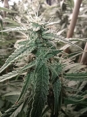 Grow 4 Day 64e.jpg